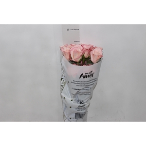 ROSA VANIA 050 CM ESTUFA