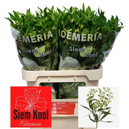 <h4>Alstroemeria florinca Jade</h4>