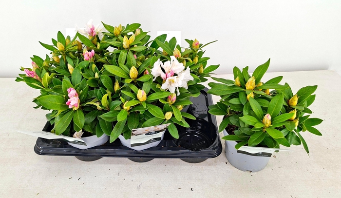 <h4>RHOD CAU CUNNINGH WH</h4>