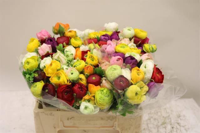 <h4>RAN GEM IN BOS</h4>