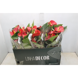 ANTHURIUM RED SUCCESS P15 PREMIUM