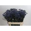 Eryngium Blue Dynamite