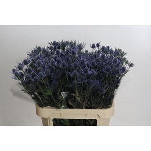 Eryngium Blue Dynamite