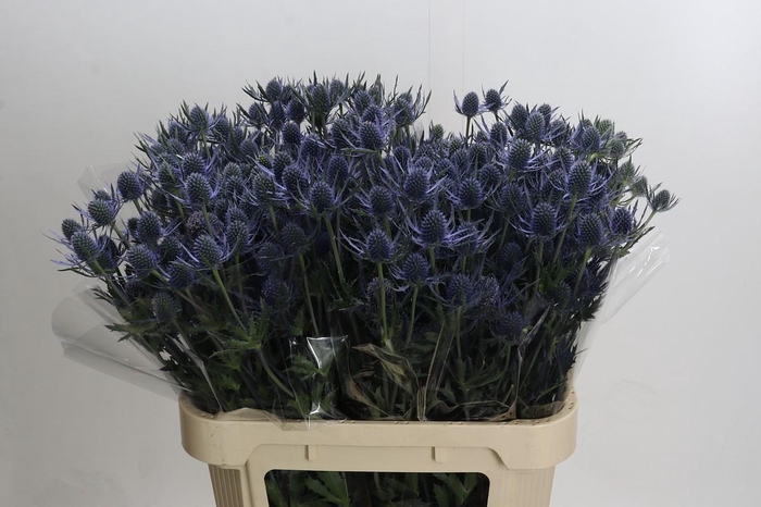 <h4>Eryngium Blue Dynamite</h4>