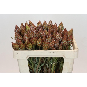 Kaaps Groen Plumosum Rubrum