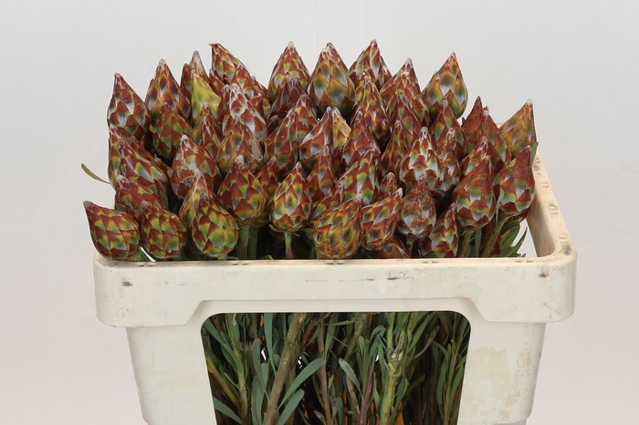 Kaaps Groen Plumosum Rubrum