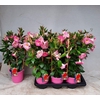 MANDE RIO LIGHT PINK
