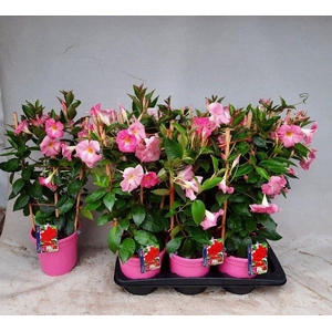 MANDE RIO LIGHT PINK