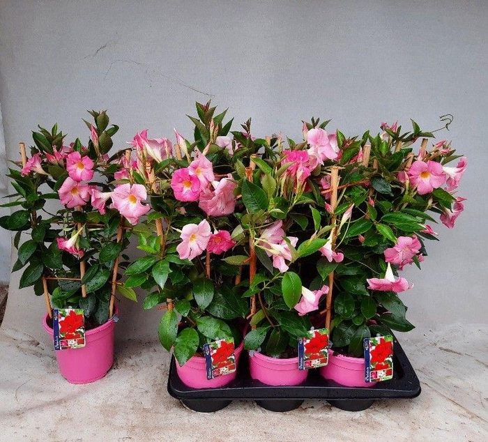 <h4>MANDE RIO LIGHT PINK</h4>