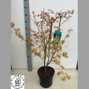 ACER PA ORANGE DREAM