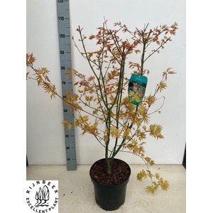 ACER PA ORANGE DREAM