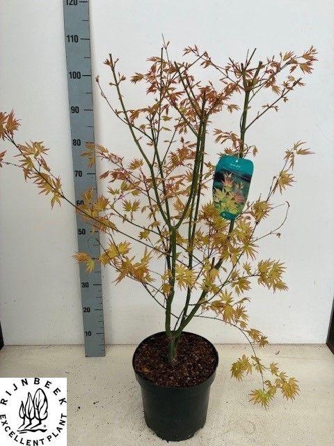 <h4>ACER PA ORANGE DREAM</h4>