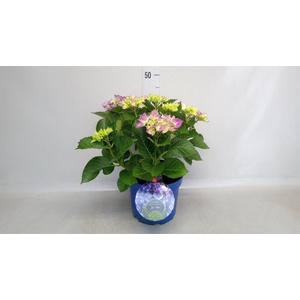 Hydrangea mac.