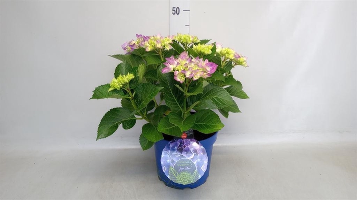 <h4>Hydrangea mac.</h4>