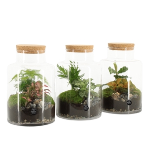 Arr.   Planten H%