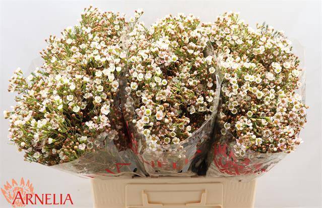 Chamelaucium Morning Delight