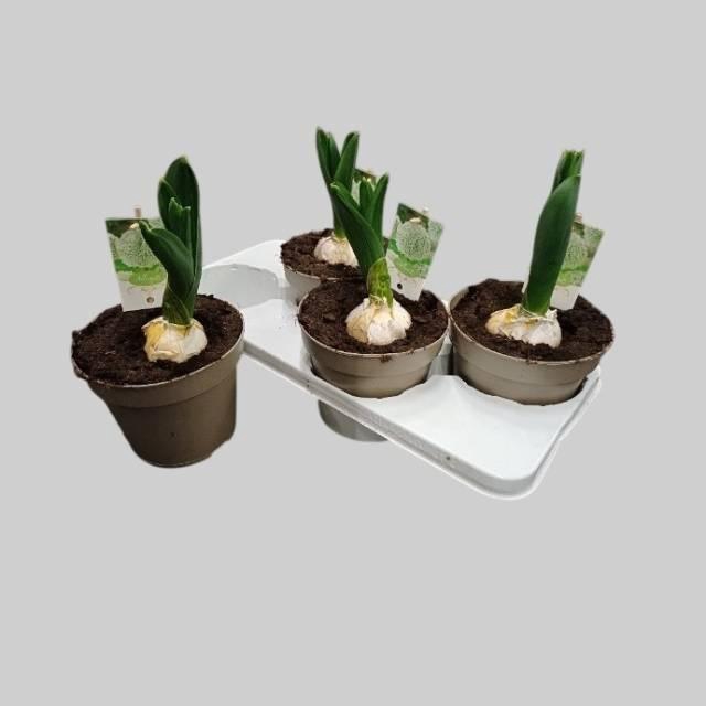 <h4>ALLI ST WHITE GIANT</h4>