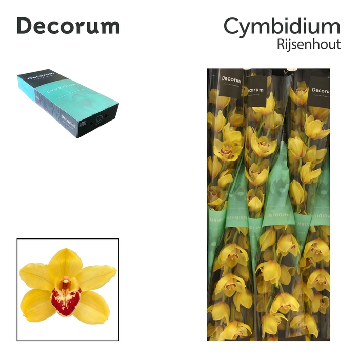 <h4>CYMB T RIJSENHOUT Decorum 80cm</h4>