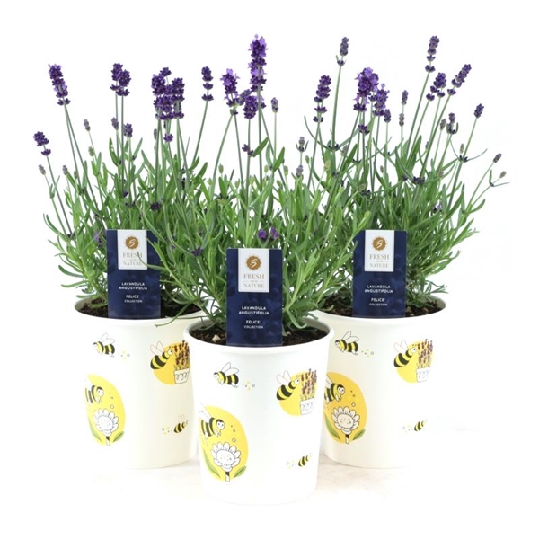 <h4>Lavandula ang. 'Felice'® Collection P12 in Cup Bee</h4>