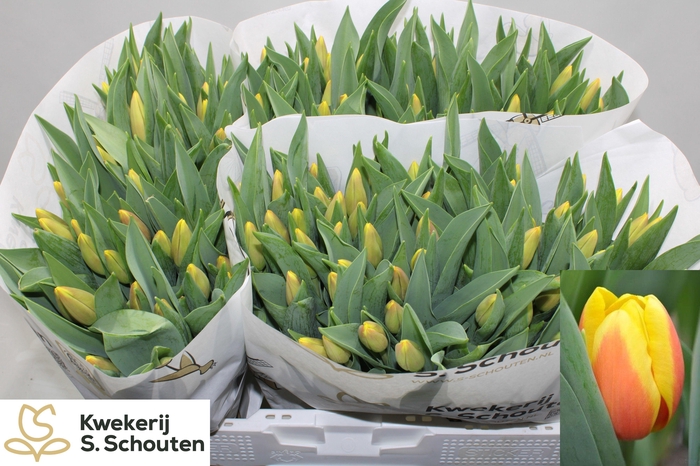 <h4>TU EN MS LI</h4>