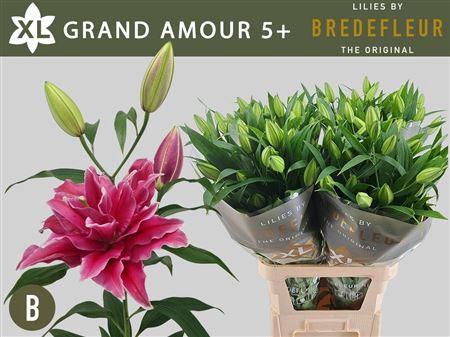 <h4>Li Or Du Grand Amour 5+</h4>