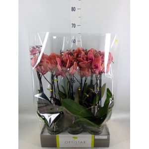 Phalaenopsis   ...orange