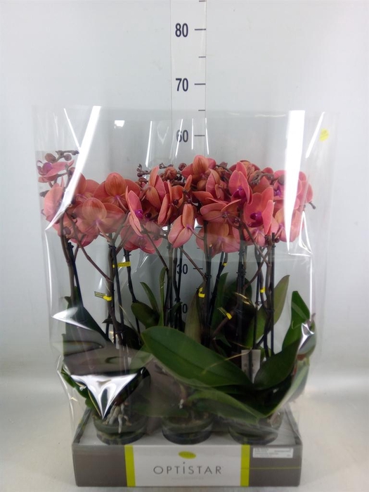 <h4>Phalaenopsis   ...orange</h4>