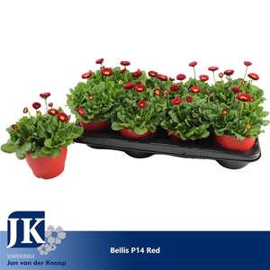 Bellis p14 TST pot Red