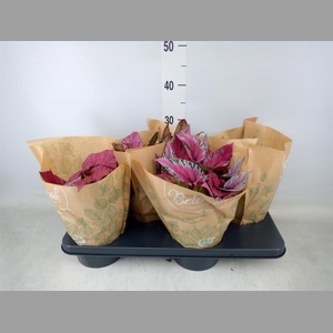 Begonia BD 'Beleaf'   ...mix