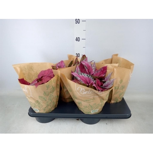 Begonia BD 'Beleaf'   ...mix