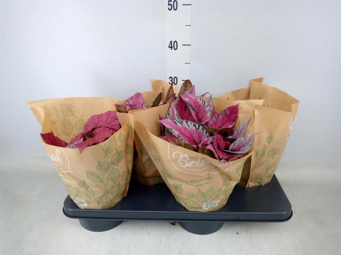 <h4>Begonia BD 'Beleaf'   ...mix</h4>