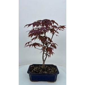 Acer palmatum atropurpureum, pot 25cm.