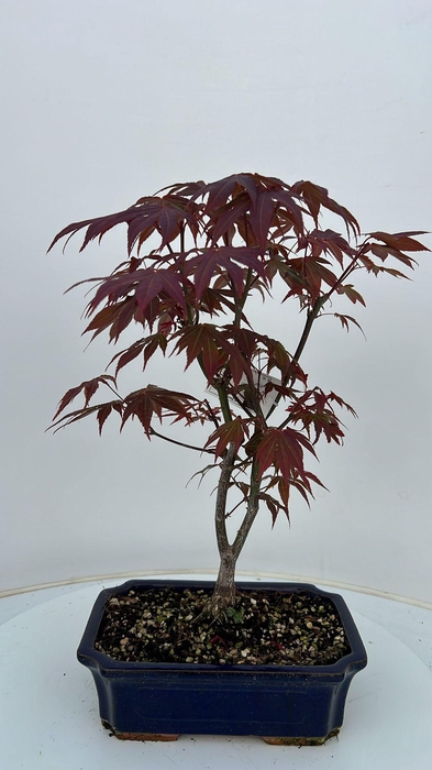 <h4>Acer palmatum atropurpureum, pot 25cm.</h4>