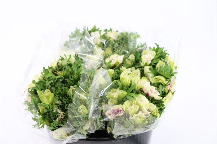 <h4>Anem Marianne Pastel</h4>