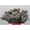 Kaaps Groen Silver Brunia