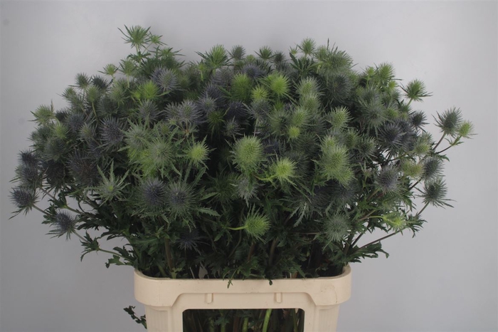 <h4>Eryngium Mag Anita</h4>