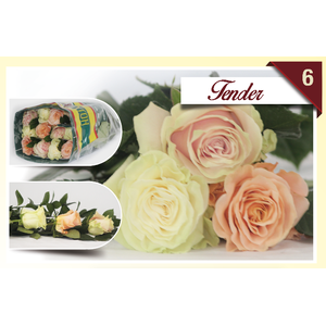 R Gr Rainbow Tender 40cm EC