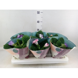 Sinningia  'Brocade'   ...mix