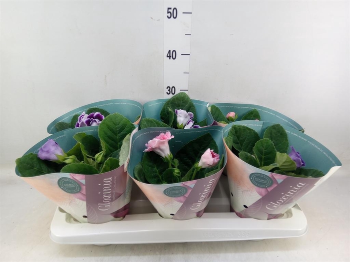 <h4>Sinningia  'Brocade'   ...mix</h4>