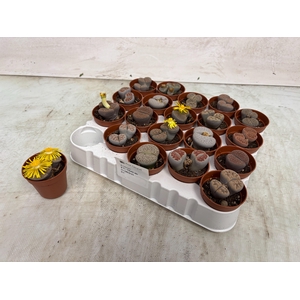 LITHOPS