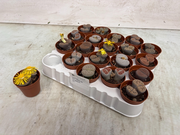 <h4>LITHOPS</h4>