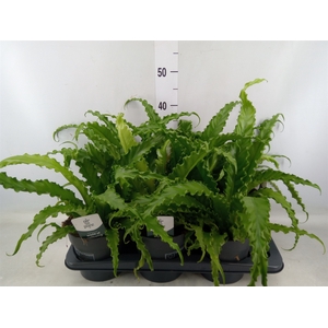 Asplenium antiquum 'Osaka'