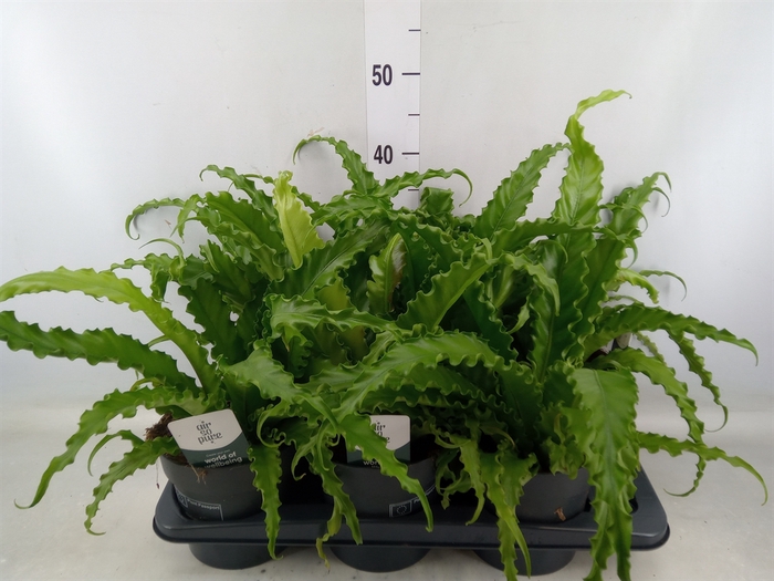 <h4>Asplenium antiquum 'Osaka'</h4>