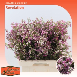 Chamelaucium Revelation