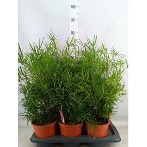 Asparagus falcatus