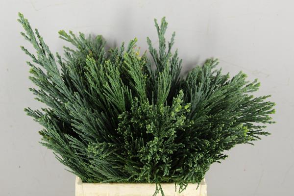 <h4>Conifeer Sequoia Bs</h4>