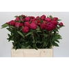 Paeonia Red Sarah Bernhardt
