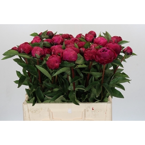Paeonia Red Sarah Bernhardt