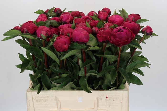 Paeonia Red Sarah Bernhardt