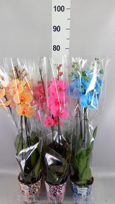 <h4>Phalaenopsis   ...</h4>